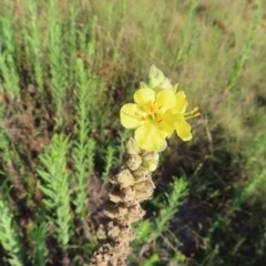 Verbascum thapsus subsp. thapsus (Great Mullein, Aaron's Rod) at Greenway, ACT - 18 Feb 2023 by MatthewFrawley