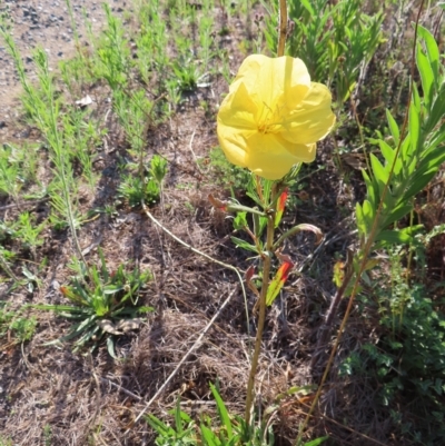 Oenothera stricta subsp. stricta (Common Evening Primrose) at Greenway, ACT - 17 Feb 2023 by MatthewFrawley