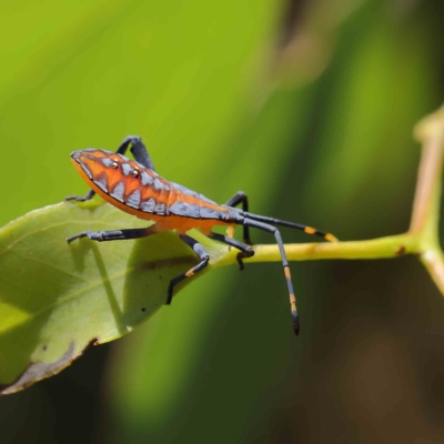 Amorbus sp. (genus) (Eucalyptus Tip bug) at O'Connor, ACT - 16 Feb 2023 by ConBoekel