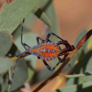 Amorbus sp. (genus) at O'Connor, ACT - 16 Feb 2023