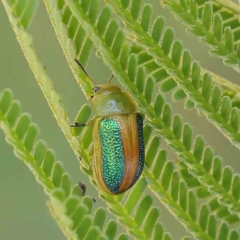 Calomela parilis (Leaf beetle) at O'Connor, ACT - 15 Feb 2023 by ConBoekel