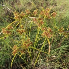 Cyperus eragrostis (Umbrella Sedge) at Greenway, ACT - 17 Feb 2023 by MatthewFrawley