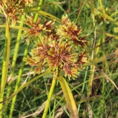 Cyperus eragrostis at Greenway, ACT - 18 Feb 2023