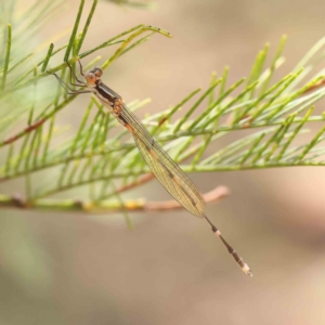 Austrolestes leda at O'Connor, ACT - 16 Feb 2023 12:59 PM