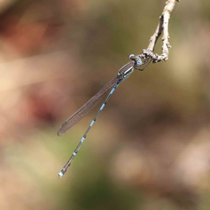 Austrolestes leda at O'Connor, ACT - 16 Feb 2023