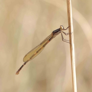 Austrolestes leda at O'Connor, ACT - 16 Feb 2023 12:44 PM