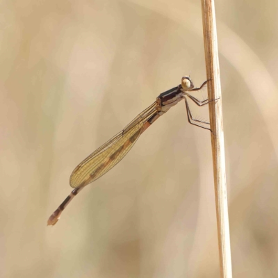 Austrolestes leda (Wandering Ringtail) at O'Connor, ACT - 16 Feb 2023 by ConBoekel