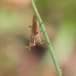 Dichetophora sp. (genus) at O'Connor, ACT - 16 Feb 2023