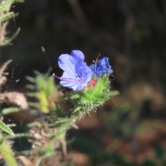 Echium vulgare (Vipers Bugloss) at Greenway, ACT - 17 Feb 2023 by MatthewFrawley