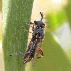 Syrphidae (family) (Unidentified Hover fly) at O'Connor, ACT - 16 Feb 2023 by ConBoekel