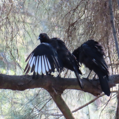 Corcorax melanorhamphos (White-winged Chough) at Greenway, ACT - 17 Feb 2023 by MatthewFrawley