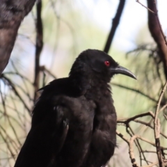 Corcorax melanorhamphos at Greenway, ACT - 18 Feb 2023