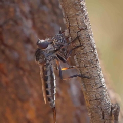 Cerdistus sp. (genus) (Yellow Slender Robber Fly) at O'Connor, ACT - 16 Feb 2023 by ConBoekel