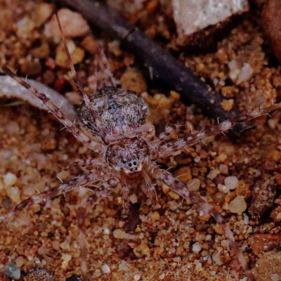 Tamopsis sp. (genus) (Two-tailed spider) at O'Connor, ACT - 16 Feb 2023 by ConBoekel