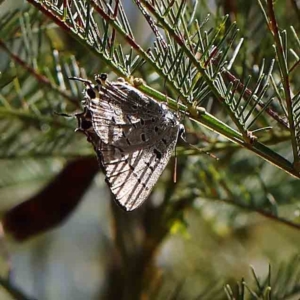 Jalmenus ictinus at O'Connor, ACT - 16 Feb 2023 12:50 PM