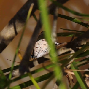 Jalmenus ictinus at O'Connor, ACT - 16 Feb 2023 12:50 PM