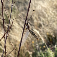 Suhpalacsa flavipes (Yellow Owlfly) at Googong, NSW - 18 Feb 2023 by Wandiyali