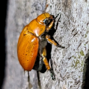 Anoplognathus sp. (genus) at Kambah, ACT - 17 Feb 2023