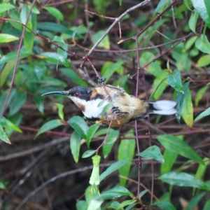 Acanthorhynchus tenuirostris at Aranda, ACT - 18 Feb 2023