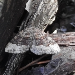 Epyaxa subidaria (Subidaria Moth) at Burradoo, NSW - 10 Feb 2023 by GlossyGal