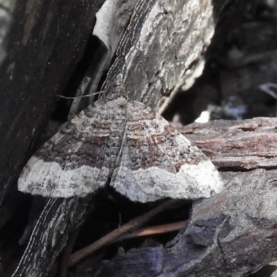 Epyaxa subidaria (Subidaria Moth) at Burradoo, NSW - 10 Feb 2023 by GlossyGal