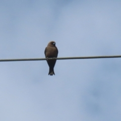 Artamus cyanopterus (Dusky Woodswallow) at Tharwa, ACT - 17 Feb 2023 by RodDeb