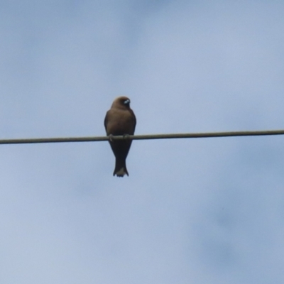 Artamus cyanopterus (Dusky Woodswallow) at Tharwa, ACT - 17 Feb 2023 by RodDeb