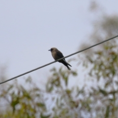 Artamus cyanopterus at Tharwa, ACT - 17 Feb 2023 10:03 AM