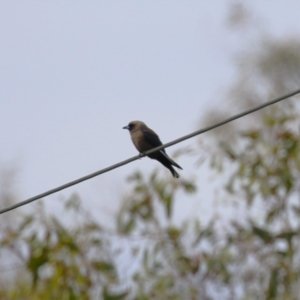 Artamus cyanopterus at Tharwa, ACT - 17 Feb 2023 10:03 AM