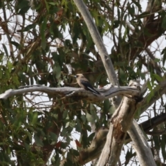 Artamus cyanopterus at Tharwa, ACT - 17 Feb 2023 10:03 AM