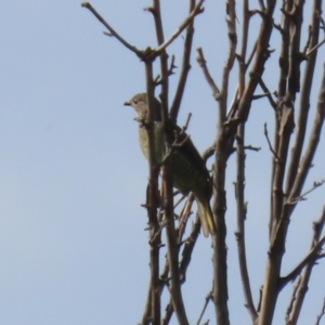 Ptilonorhynchus violaceus at Tharwa, ACT - 17 Feb 2023