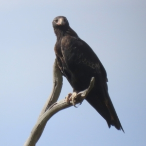 Aquila audax at Tharwa, ACT - 17 Feb 2023