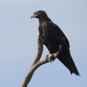 Aquila audax at Tharwa, ACT - 17 Feb 2023