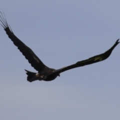 Aquila audax at Tharwa, ACT - 17 Feb 2023