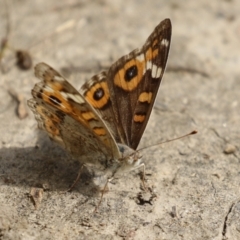 Junonia villida (Meadow Argus) at Tennent, ACT - 16 Feb 2023 by RodDeb