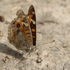 Junonia villida at Tennent, ACT - 17 Feb 2023