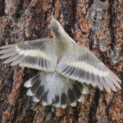 Cormobates leucophaea (White-throated Treecreeper) at Tennent, ACT - 17 Feb 2023 by RodDeb