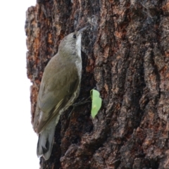 Cormobates leucophaea at Tennent, ACT - 17 Feb 2023