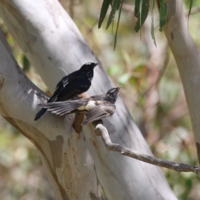 Rhipidura leucophrys (Willie Wagtail) at Undefined Area - 17 Feb 2023 by RodDeb