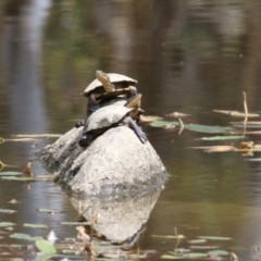 Chelodina longicollis (Eastern Long-necked Turtle) - 17 Feb 2023 by RodDeb