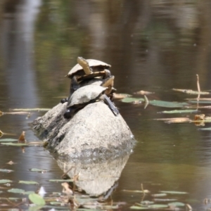 Chelodina longicollis at Undefined Area - 17 Feb 2023