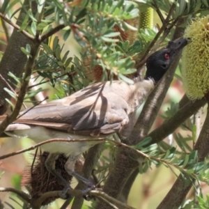 Philemon corniculatus at Paddys River, ACT - 17 Feb 2023