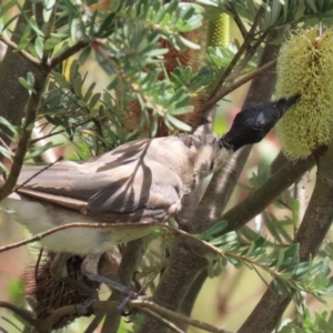 Philemon corniculatus at Paddys River, ACT - 17 Feb 2023