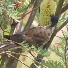 Philemon corniculatus at Paddys River, ACT - 17 Feb 2023