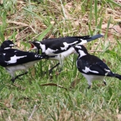 Grallina cyanoleuca (Magpie-lark) at Namadgi National Park - 17 Feb 2023 by RodDeb