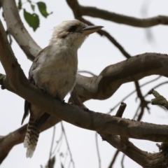 Dacelo novaeguineae at Paddys River, ACT - 17 Feb 2023