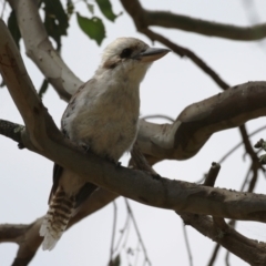 Dacelo novaeguineae at Paddys River, ACT - 17 Feb 2023