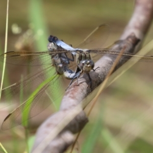 Orthetrum caledonicum at Paddys River, ACT - 17 Feb 2023