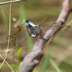 Orthetrum caledonicum at Paddys River, ACT - 17 Feb 2023