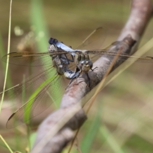 Orthetrum caledonicum at Paddys River, ACT - 17 Feb 2023